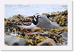karikukko turnstone 9653 * 1350 x 900 * (902KB)